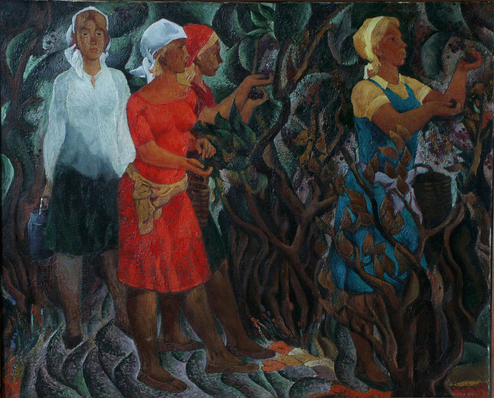 Сбор черноплодной рябины